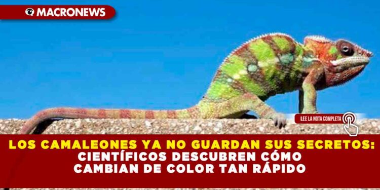 LOS CAMALEONES YA NO GUARDAN SUS SECRETOS: CIENTÍFICOS DESCUBREN CÓMO CAMBIAN DE COLOR TAN RÁPIDO