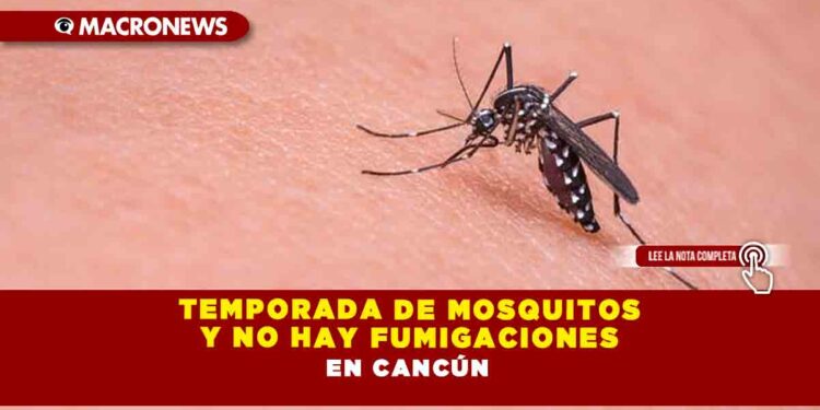 TEMPORADA DE MOSQUITOS Y NO HAY FUMIGACIONES EN CANCÚN