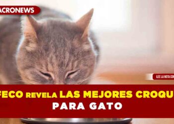 Profeco revela las mejores croquetas para gato