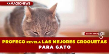 Profeco revela las mejores croquetas para gato