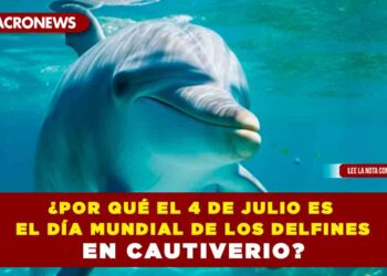 ¿Por qué el 4 de julio es el Día Mundial de los Delfines en Cautiverio?