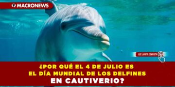 ¿Por qué el 4 de julio es el Día Mundial de los Delfines en Cautiverio?