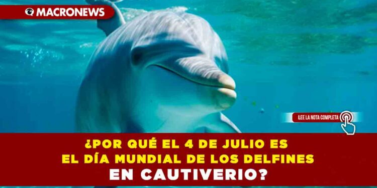 ¿Por qué el 4 de julio es el Día Mundial de los Delfines en Cautiverio?