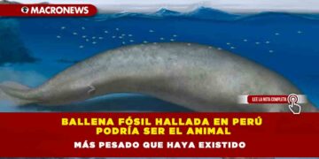 Ballena fósil hallada en Perú podría ser el animal más pesado que haya existido
