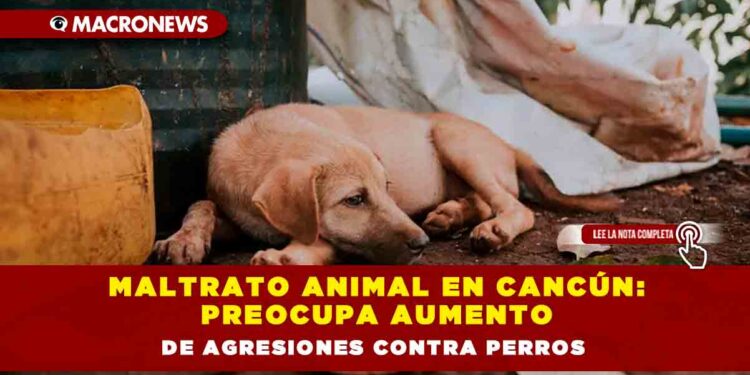 Maltrato animal en Cancún: preocupa aumento de agresiones contra perros