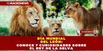 Día Mundial del León: Conoce 7 curiosidades sobre el rey de la selva