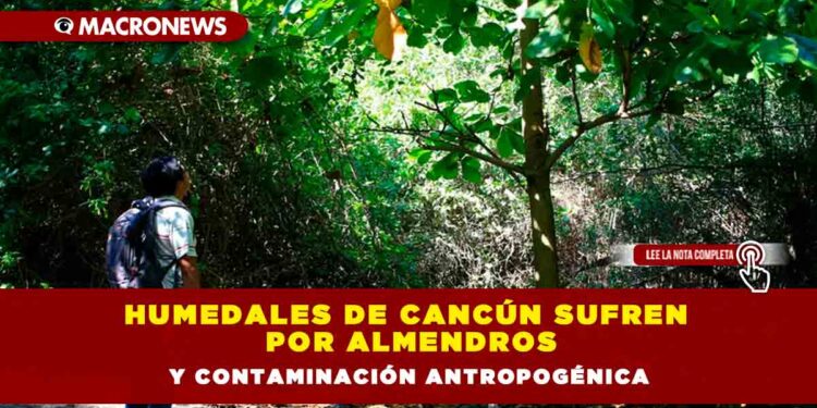 Humedales de Cancún sufren por almendros y contaminación antropogénica