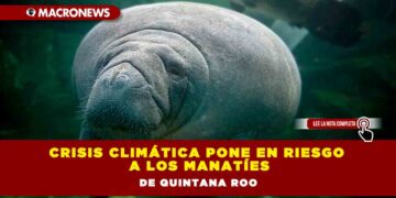Crisis climática pone en riesgo a los manatíes de Quintana Roo