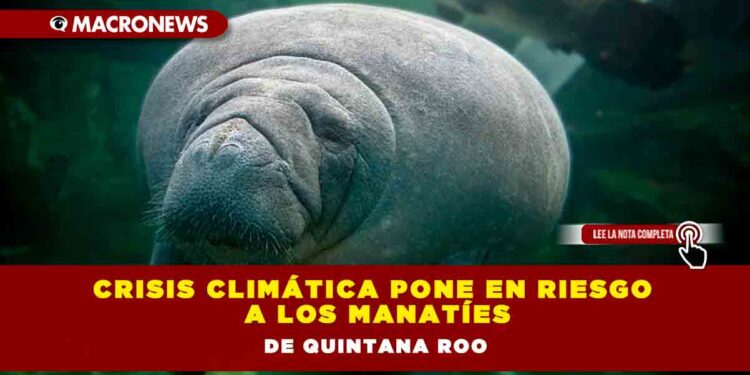 Crisis climática pone en riesgo a los manatíes de Quintana Roo