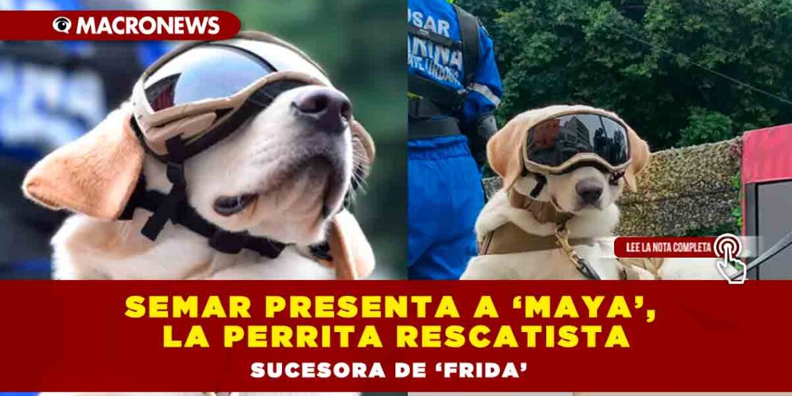Semar presenta a ‘Maya’, la perrita rescatista sucesora de ‘Frida’