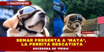 Semar presenta a ‘Maya’, la perrita rescatista sucesora de ‘Frida’
