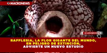 Rafflesia, la Flor Gigante del Mundo, en Peligro de Extinción, Advierte un Nuevo Estudio