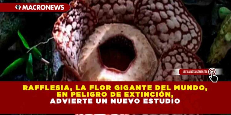 Rafflesia, la Flor Gigante del Mundo, en Peligro de Extinción, Advierte un Nuevo Estudio