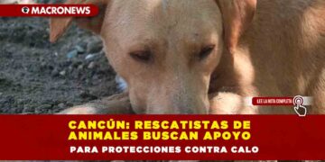Cancún: Rescatistas de animales buscan apoyo para protecciones contra calor