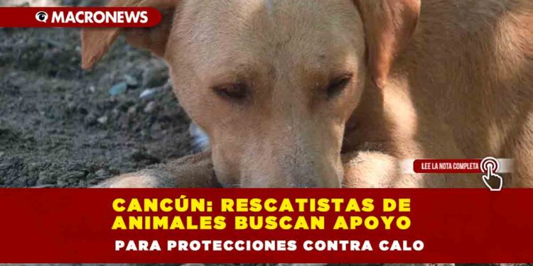 Cancún: Rescatistas de animales buscan apoyo para protecciones contra calor