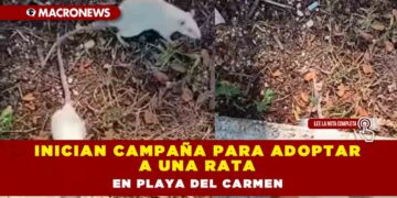 Inician campaña para adoptar a una rata en Playa del Carmen