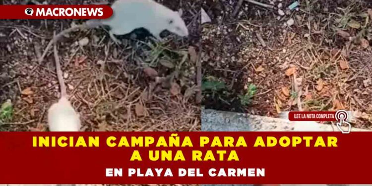 Inician campaña para adoptar a una rata en Playa del Carmen