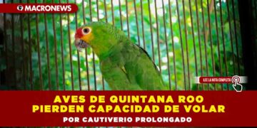 Aves de Quintana Roo pierden capacidad de volar por cautiverio prolongado
