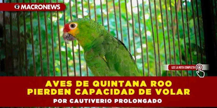 Aves de Quintana Roo pierden capacidad de volar por cautiverio prolongado