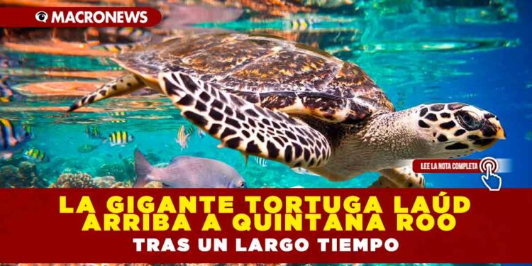 La gigante tortuga laúd arriba a Quintana Roo tras un largo tiempo