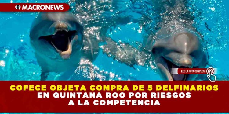 Cofece objeta compra de 5 Delfinarios en Quintana Roo por riesgos a la competencia