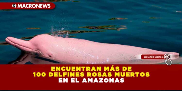 ENCUENTRAN MÁS DE 100 DELFINES ROSAS MUERTOS EN EL AMAZONAS