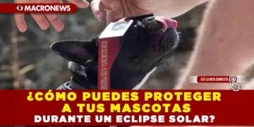 ¿Cómo puedes proteger a tus mascotas durante un eclipse solar?