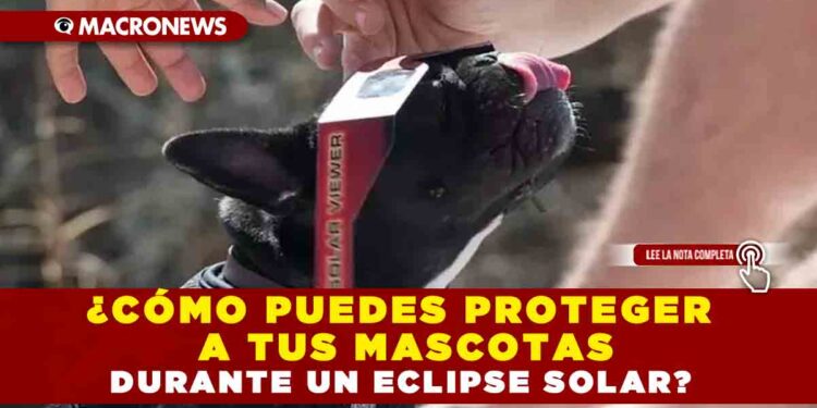 ¿Cómo puedes proteger a tus mascotas durante un eclipse solar?