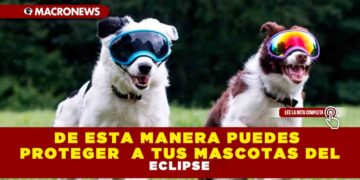 DE ESTA MANERA PUEDES PROTEGER  A TUS MASCOTAS DEL ECLIPSE