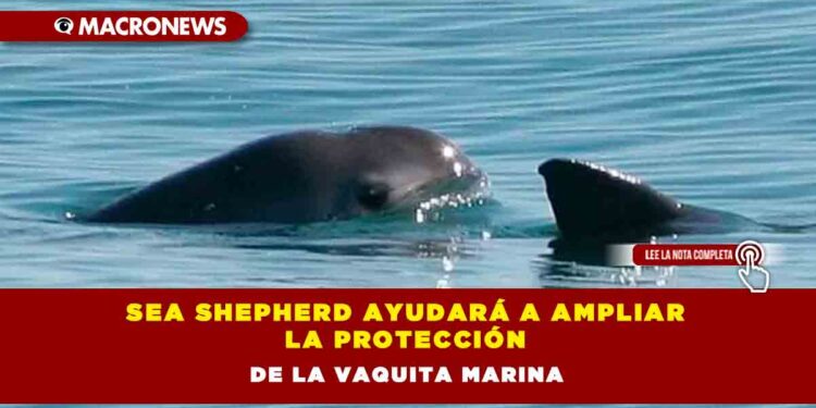 Sea Shepherd ayudará a ampliar la protección de la vaquita marina