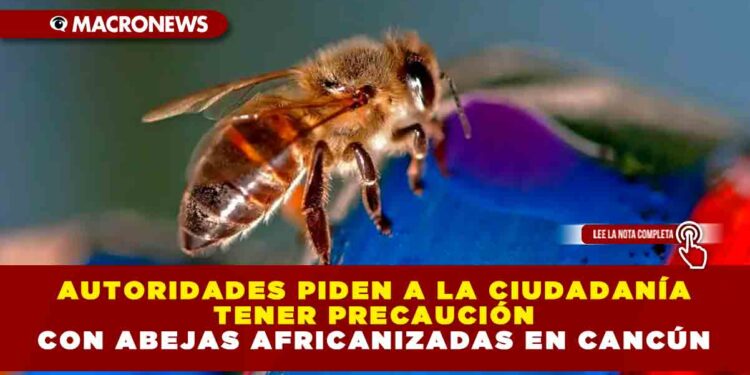 Autoridades piden a la ciudadanía tener precaución con abejas africanizadas en Cancún
