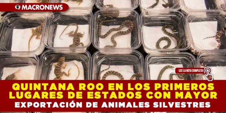 QUINTANA ROO EN LOS PRIMEROS LUGARES DE ESTADOS CON MAYOR EXPORTACIÓN DE ANIMALES SILVESTRES