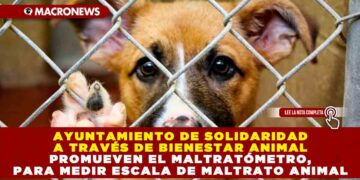 AYUNTAMIENTO DE SOLIDARIDAD A TRAVÉS DE BIENESTAR ANIMAL PROMUEVEN EL MALTRATÓMETRO, PARA MEDIR ESCALA DE MALTRATO ANIMAL