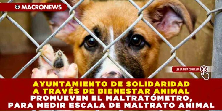 AYUNTAMIENTO DE SOLIDARIDAD A TRAVÉS DE BIENESTAR ANIMAL PROMUEVEN EL MALTRATÓMETRO, PARA MEDIR ESCALA DE MALTRATO ANIMAL