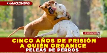 CINCO AÑOS DE PRISIÓN A QUIÉN ORGANICE PELEAS DE PERROS