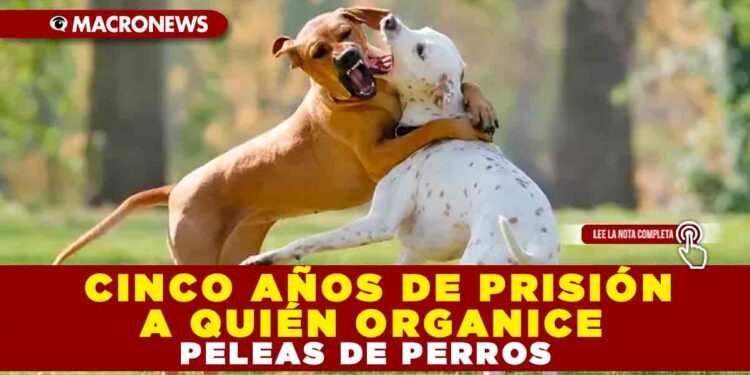 CINCO AÑOS DE PRISIÓN A QUIÉN ORGANICE PELEAS DE PERROS