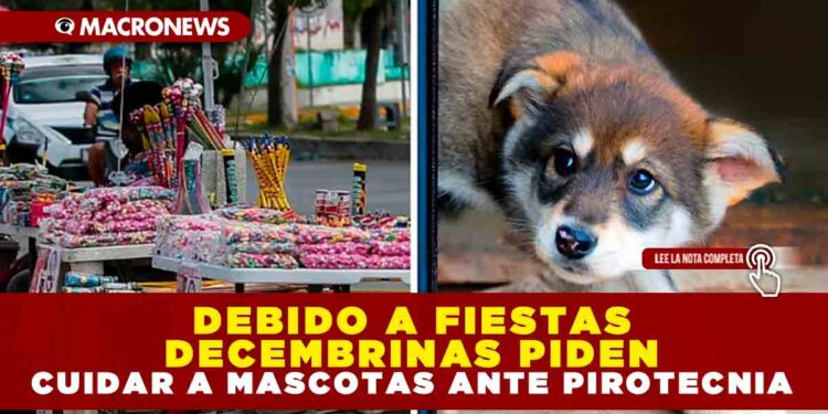 DEBIDO A FIESTAS DECEMBRINAS PIDEN CUIDAR A MASCOTAS ANTE PIROTECNIA