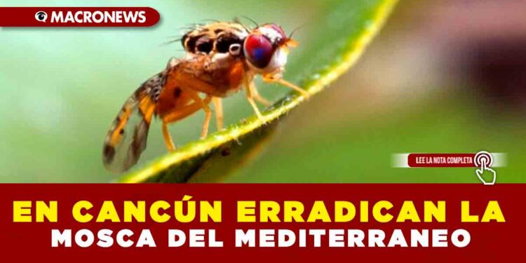 EN CANCÚN ERRADICAN LA MOSCA DEL MEDITERRANEO