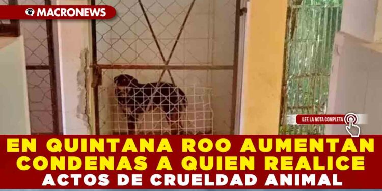 EN QUINTANA ROO AUMENTAN CONDENAS A QUIEN REALICE ACTOS DE CRUELDAD ANIMAL