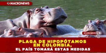 PLAGA DE HIPOPÓTAMOS EN COLOMBIA, EL PAÍS TOMARÁ ESTAS MEDIDAS