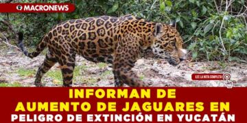 INFORMAN DE AUMENTO DE JAGUARES EN PELIGRO DE EXTINCIÓN EN YUCATÁN