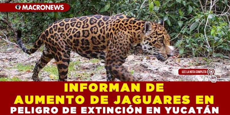 INFORMAN DE AUMENTO DE JAGUARES EN PELIGRO DE EXTINCIÓN EN YUCATÁN