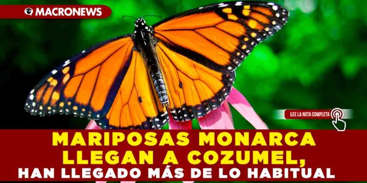 MARIPOSAS MONARCA LLEGAN A COZUMEL, HAN LLEGADO MÁS DE LO HABITUAL