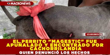 EL PERRITO «MAGESTIC» FUE APUÑALADO Y ENCONTRADO POR CACHORRILANDIA QUIEN DENUNCIÓ LOS HECHOS