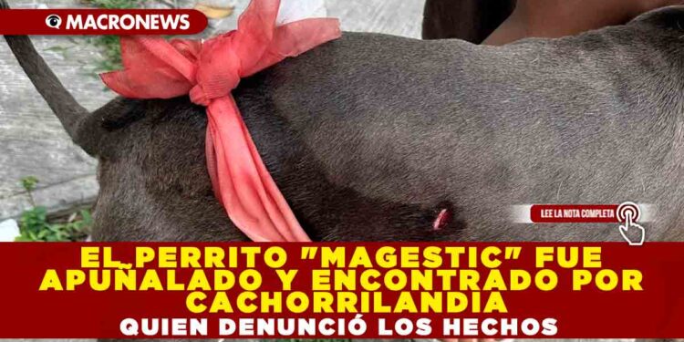 EL PERRITO «MAGESTIC» FUE APUÑALADO Y ENCONTRADO POR CACHORRILANDIA QUIEN DENUNCIÓ LOS HECHOS