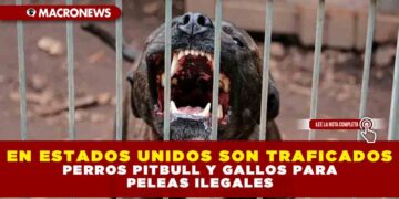 En Estados Unidos son traficados perros pitbull y gallos para peleas ilegales