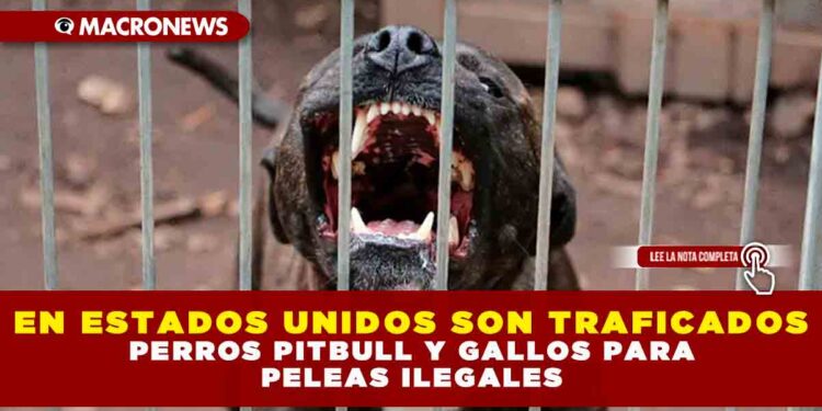 En Estados Unidos son traficados perros pitbull y gallos para peleas ilegales