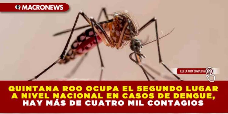 QUINTANA ROO OCUPA EL SEGUNDO LUGAR A NIVEL NACIONAL EN CASOS DE DENGUE, HAY MÁS DE CUATRO MIL CONTAGIOS
