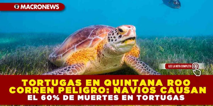 TORTUGAS EN QUINTANA ROO CORREN PELIGRO: NAVIOS CAUSAN EL 60% DE MUERTES EN TORTUGAS
