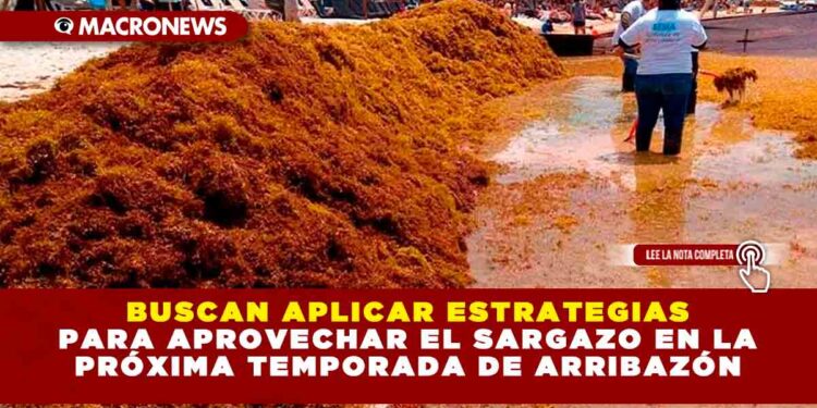 BUSCAN APLICAR ESTRATEGIAS PARA APROVECHAR EL SARGAZO EN LA PRÓXIMA TEMPORADA DE ARRIBAZÓN